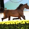 Dubai Cup 2008